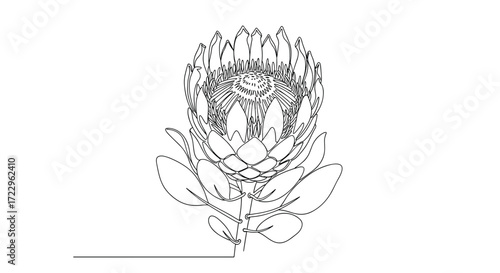 A detailed sketch of a protea flower with intricate petal details set against a white background.