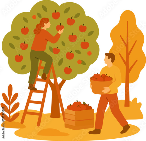 people picking fresh harvest from apple trees in autumn. Farmer with basket gathering local crops from orchard plant. Colored flat graphic vector illustration isolated on white background