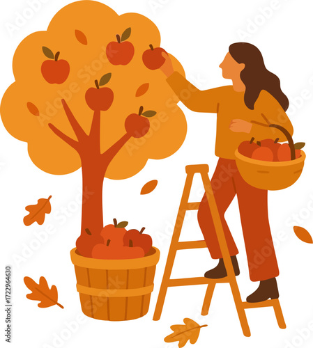 people picking fresh harvest from apple trees in autumn. Farmer with basket gathering local crops from orchard plant. Colored flat graphic vector illustration isolated on white background