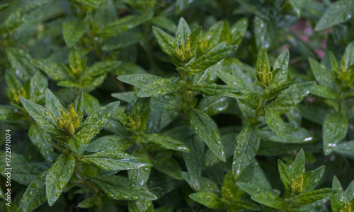 Water droplets on a densely packed plant leaf