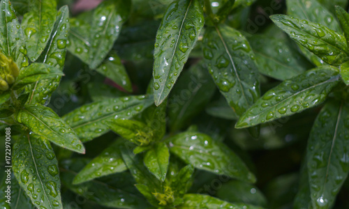 Water droplets on a densely packed plant leaf