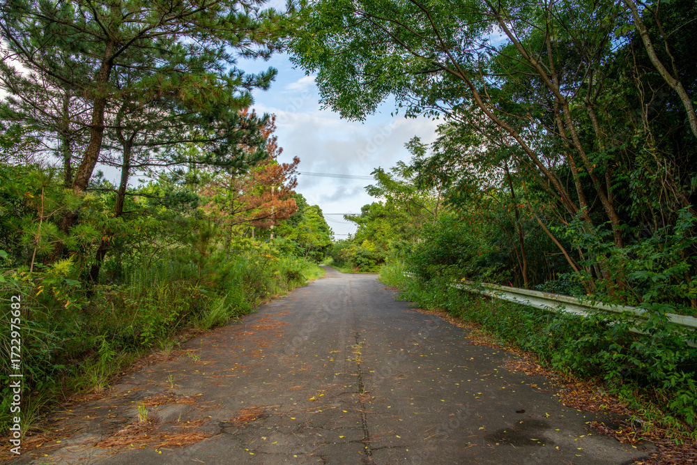 Fototapeta premium 緑の木々に囲まれた道