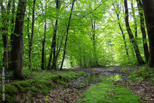 Foto ​A flooded dirt road winds through a dense forest, framed by tall trees and bright green moss