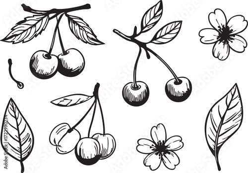 Cherry blossom vector: hand drawn cherry, leaves, and flowers illustration eps silhouette
