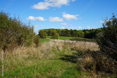 Footpath through grassy meadow leading to Clipston Woods, Nottinghamshire, England: a peaceful countryside scene