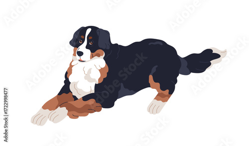 Bernese mountain dog lying. Berner sennenhund, pedigreed canine animal, Swiss puppy breed with shaggy fluffy tricolored coat furry hair, tail. Flat vector illustration isolated on white background.