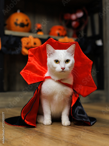 Portrait of cute white cat with yellow eyes in vampire costume for Halloween, sitting on floor wood background. Pet in wizard happy funny moments friendly ghost carnival holiday celebration concept.
