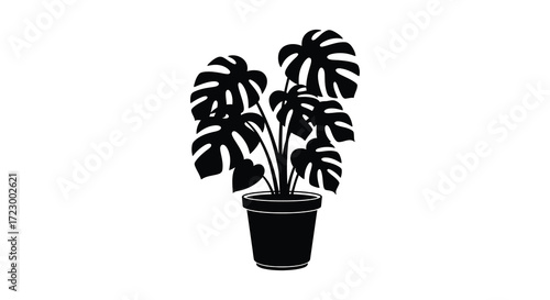 A potted monstera plant with deeply lobed leaves striking black silhouette