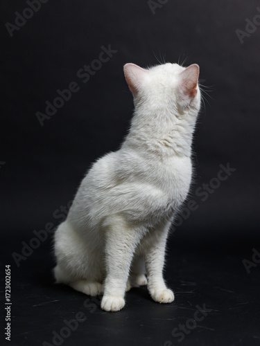 Close up portrait of cute adorable domestic animal white cat with yellow eyes sitting gazing upwards isolated on dark black background looking away. Pet happy funny care moments, friendly concept.