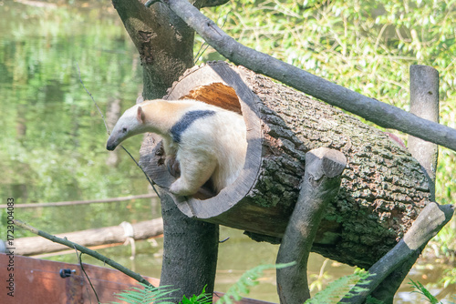 Giant anteater searching for food inside hollow tree trunk