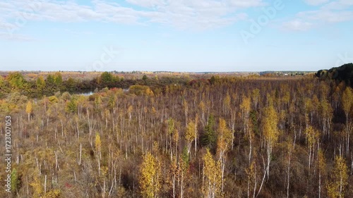 Flight over autumn Siberian birches