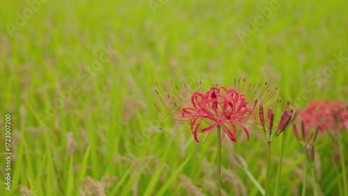 満開の彼岸花
