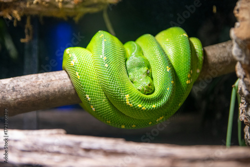 Green tree python Morelia viridis coiled gracefully on tropical branch