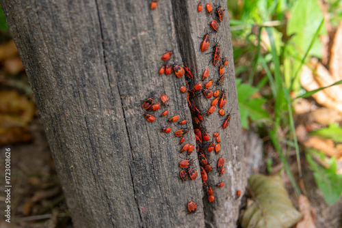 Firebug Pyrrhocoris apterus resting on wood in natural environment