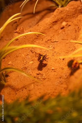 Sun beetle Pachnoda marginata crawling on ssand rock
