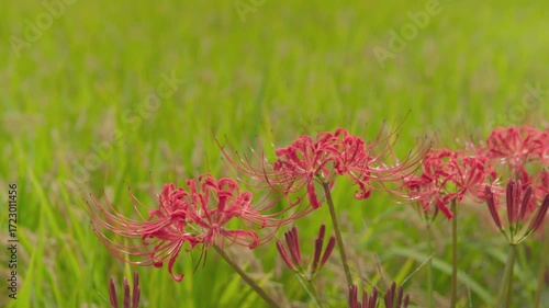 満開の彼岸花
