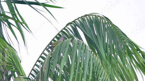 Disheveled coconut palm trees in stormy winds, gale, rainy season (monsoon). South China Sea, Borneo Island coast