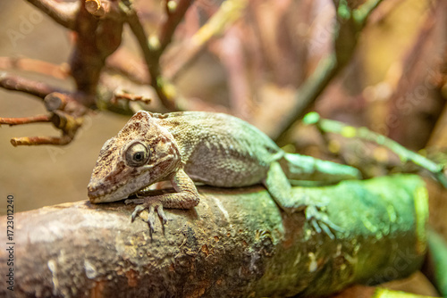 Colorful chameleon resting quietly on tropical tree branch