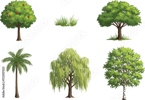 Apple fruit tree with red apples, lush deciduous green tree, tropical palm tree illustration, weeping willow tree, birch tree botanical artwork