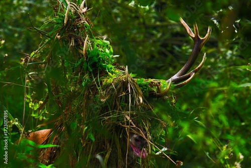 Wallpaper Mural tree in the forest Torontodigital.ca