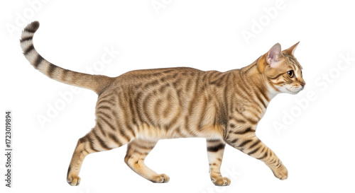 Isolated beautiful bengal cat with a graceful walking pose and expressive gaze in studio