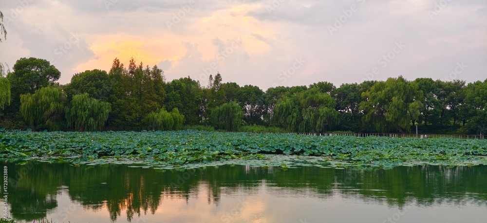 Fototapeta premium View of the lotus pond reflection scenery at Fenghuang Lake