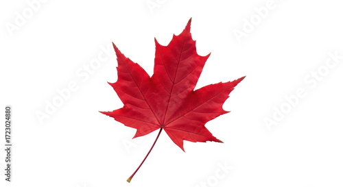Isolated red maple leaf in autumn is a Canadian symbol of natural beauty and pride
