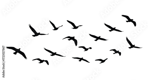 A flock of birds in flight against a plain white background silhouette