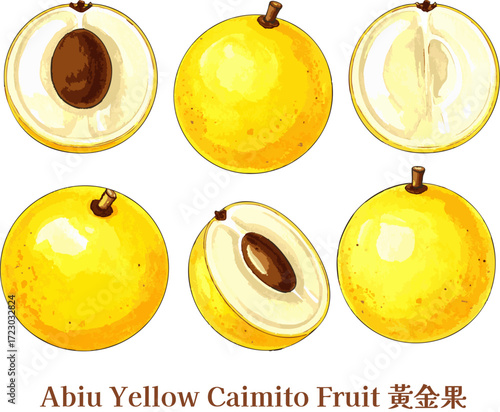 Bright Yellow Abiu Caimito Fruit Exquisite Tropical Edible watercolor golden fruit taiwanese fruit line art  sketch Botanical Nutrient Rich Vegan Food Illustration set Art Clipart