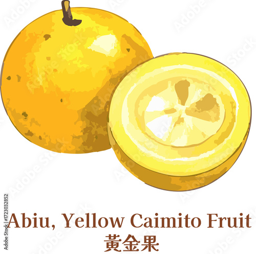 Hand drawn Abiu Caimito Fruit Watercolor Tropical Yellow Whole And Cut watercolor golden fruit taiwanese fruit line art  sketch 