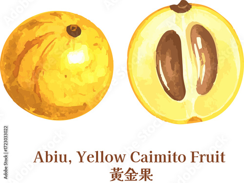 Watercolor Abiu Yellow Caimito Fruit watercolor golden fruit taiwanese fruit line art  sketch Whole And Half Asian Tropical Botanical Illustration