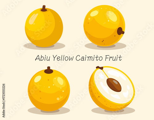 Exotic Tropical Abiu Yellow Caimito Fruit Whole And Cross Section Botanical Illustration For Healthy Food Design