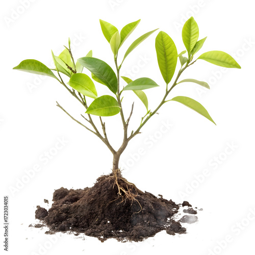 Young lemon tree isolated on transparent background, fresh green leaves and roots