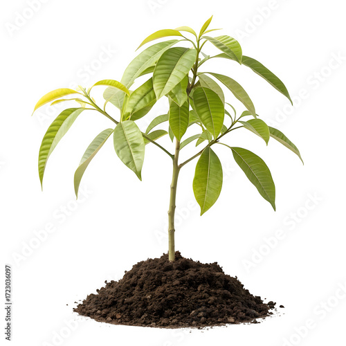 Wallpaper Mural Young mango tree growing in a pile of soil isolated on transparent background Torontodigital.ca