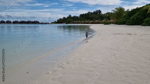 A heron walks along the beach of the Indian Ocean in the Maldives.