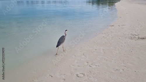 A heron walks along the beach of the Indian Ocean in the Maldives.