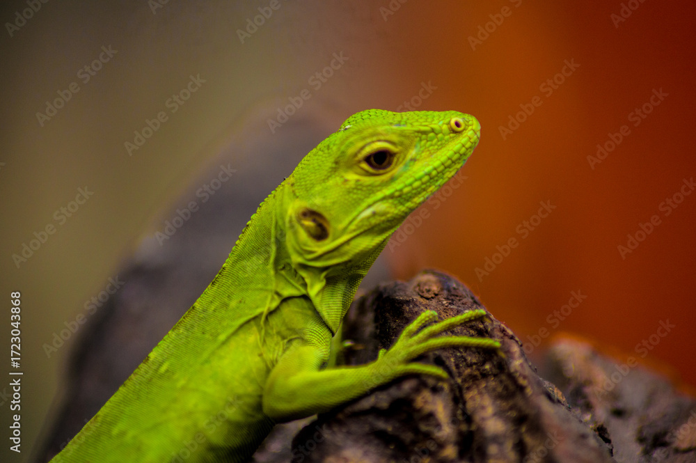 Fototapeta premium green lizard on a tree