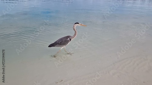 A heron walks along the beach of the Indian Ocean in the Maldives.