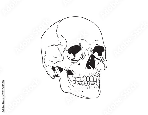 Detailed Line Art Illustration of a Human Skull Anatomy Vector Graphic