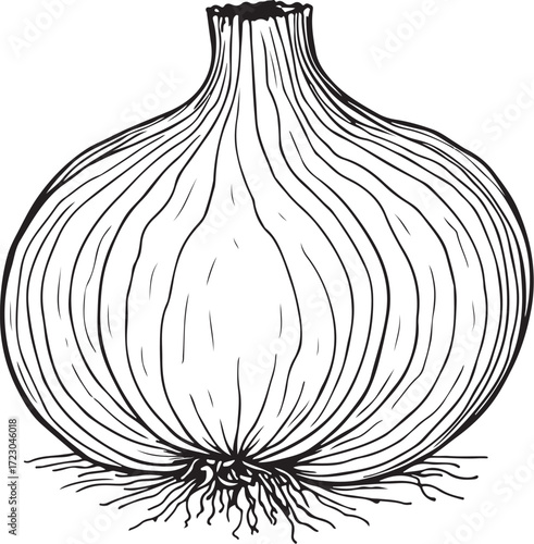 Onion Bulb Hand-drawn Vector Illustration, Sketch Drawing Doodle Line Linear Symbol Icon Engraving Coloring Book, Black and White Isolated