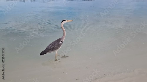 A heron walks along the beach of the Indian Ocean in the Maldives.