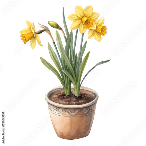 Wallpaper Mural Daffodils in a pot isolated on transparent background, a beautiful spring flower Torontodigital.ca