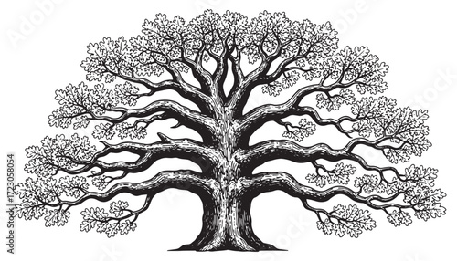 oak tree engraving vector style