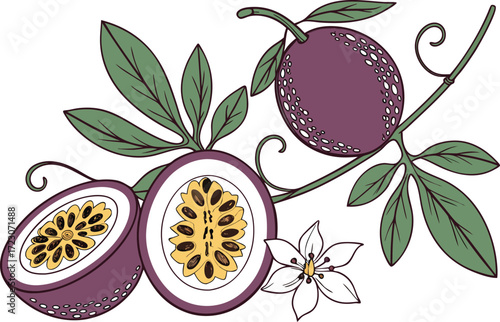 Vector illustration of passionfruit vine with ripe purple fruits and opened halves