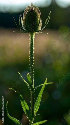 Thistle in sunlight