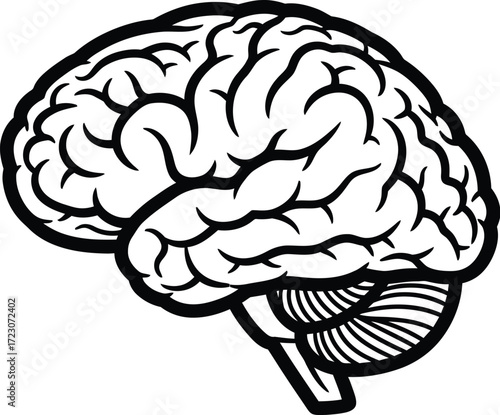 Detailed illustration of the human brain, symbolizing thought and knowledge