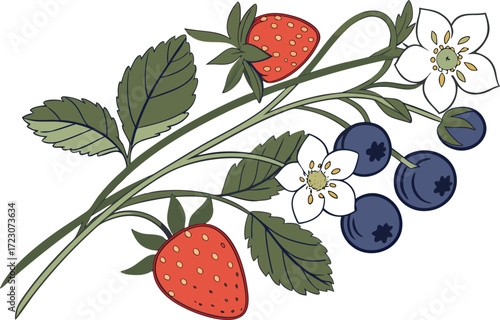 Vibrant vector bouquet of strawberries and blueberries fresh fruit illustration eps