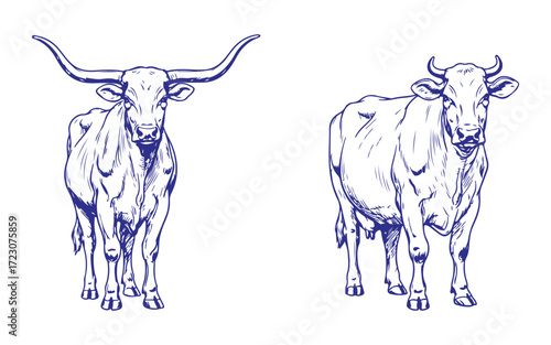 Hand drawn illustration of farm cows and bulls with detailed sketch line art style front view livestock animal vector graphic for agriculture dairy beef ranch and vintage design