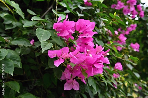 Detail of pink flower bugenvilea- bougainvillea,
