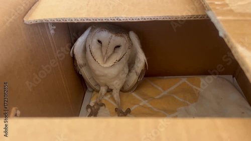 Injured Australasian Grass-Owl Tyto longimembris in a box